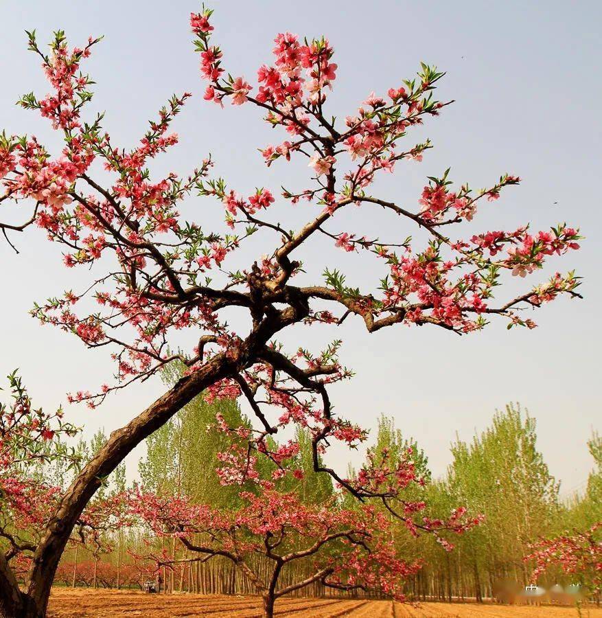 豆公桃花节图片