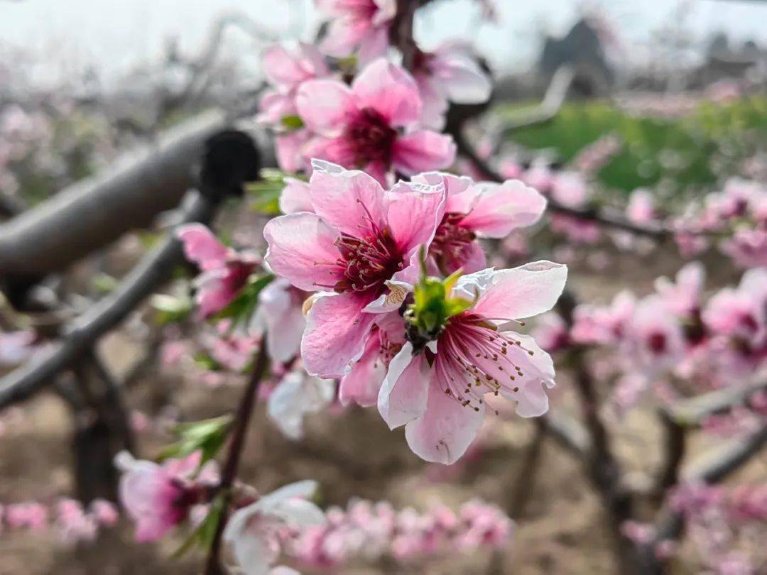 临潼零口桃花图片