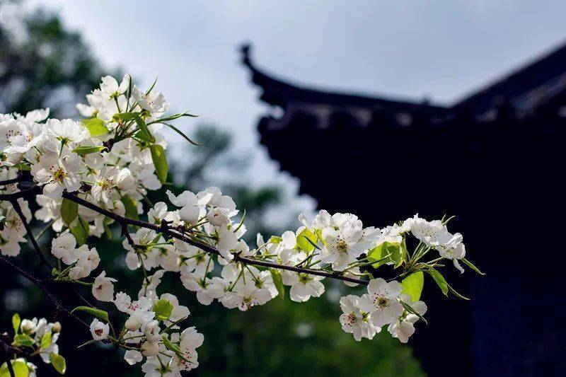 香 · 咏春雨【宋】史达祖姚科朗诵做冷欺花,将烟困柳,千里偷催春暮