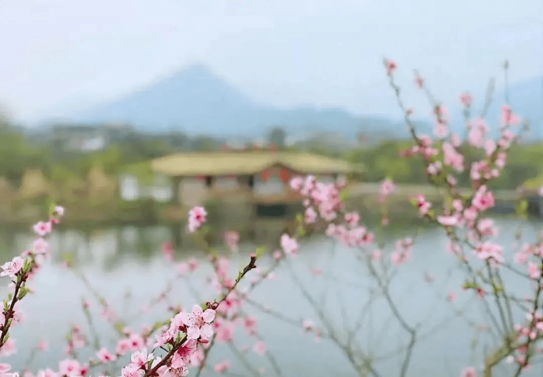 相约安徽·向春而行 春光明媚，来桃花潭赴一场“花约”！油菜花花瓣攻略 6954