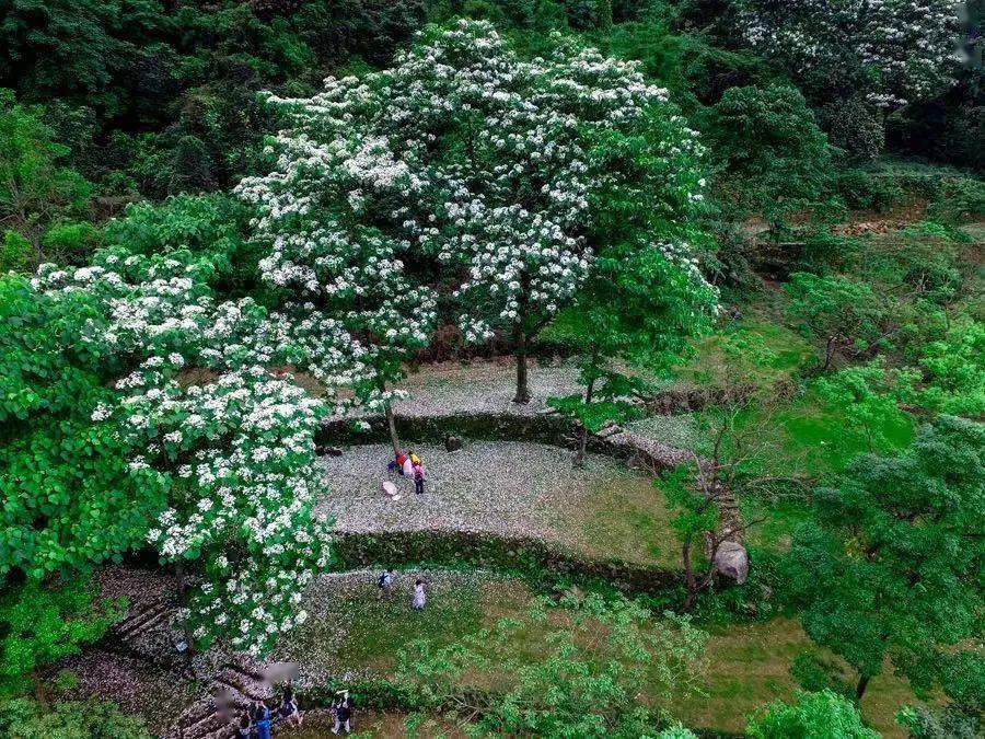 4月23日(周日)出发,【行走的力量】增城二龙山赏油桐花海节 徒步15