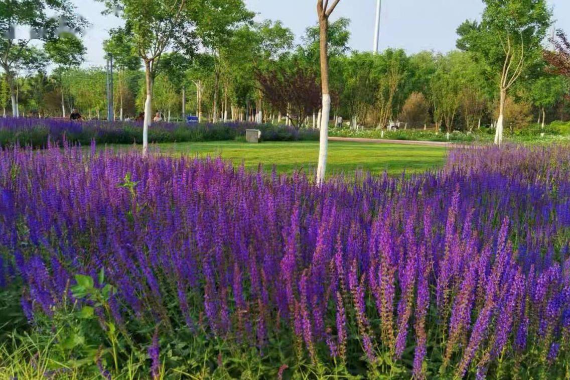 春风十里，赏花走起！大兴区赏花地图已上线