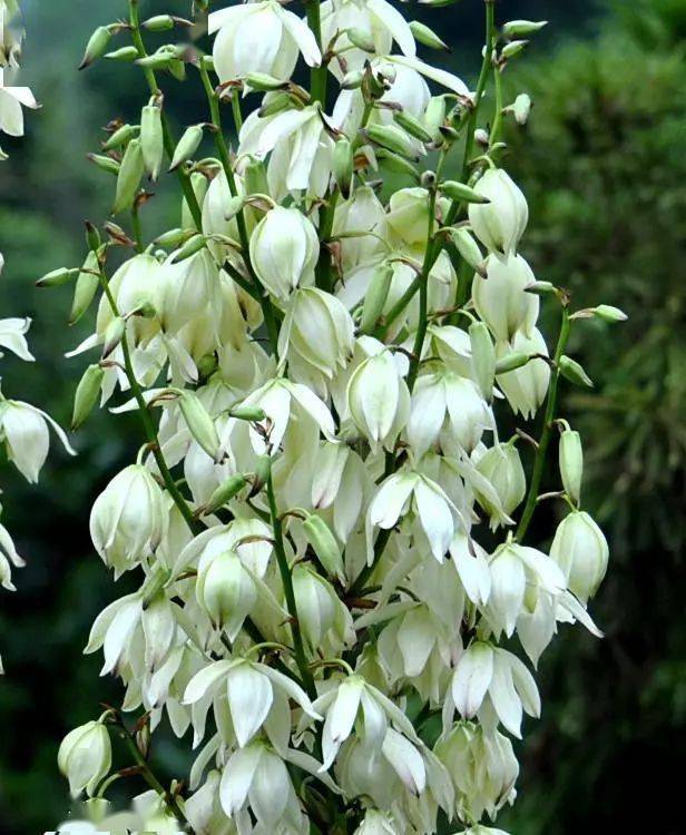 凤尾兰花 盛开的希望