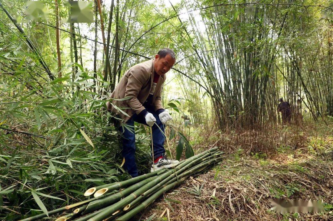 在竹林的劳动者们只需一会儿就能"放倒"一棵翠竹手起刀落中选好竹子后