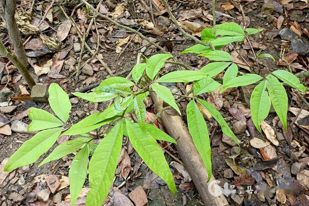 保山| 春芽萌發正當