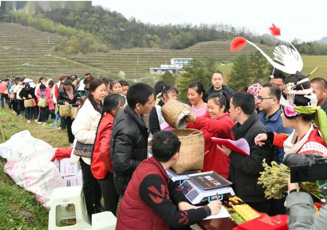 【时讯】凯里市碧波镇王义村:茶韵飘香 采茶开赛67_种植_比赛_大赛