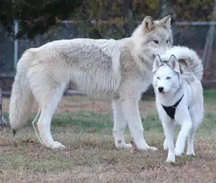 网友晒出哈士奇和狼的对比照,实在不忍直视,笑喷了!_草稿_信号