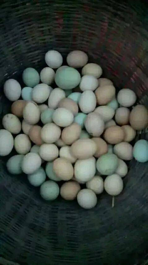 钓鱼,烤肉,野鸡蛋,全是山获原滋原味!_生活_鲫鱼_资源