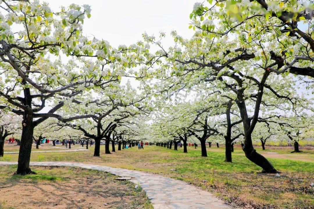 京郊古镇房山琉璃河万亩梨花正值盛花期,届时清香四溢,花海飞歌,置身