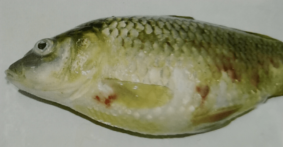 鲤春病毒血症怎么治?增强鱼体质,提高免疫力!