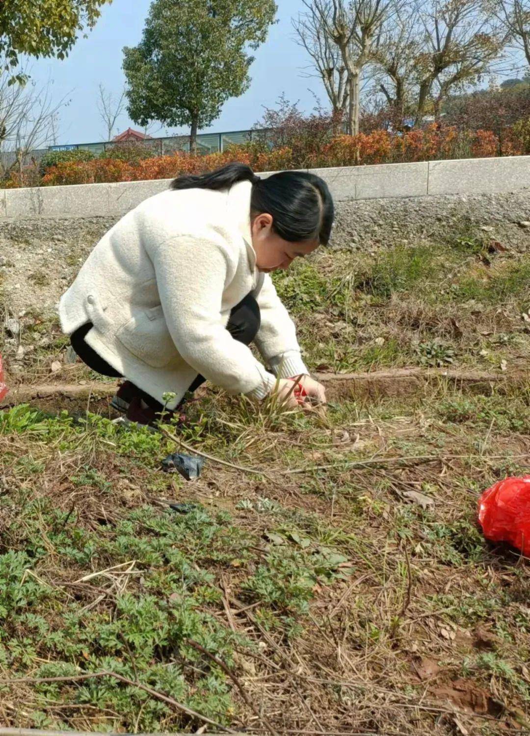 地皮菇的功效图片