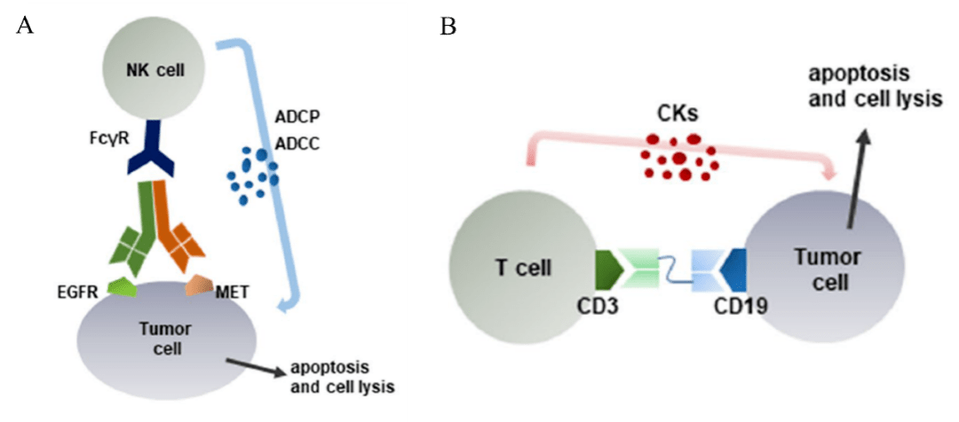 点击化学在adc和bsab中的应用_药物_抗体_细胞
