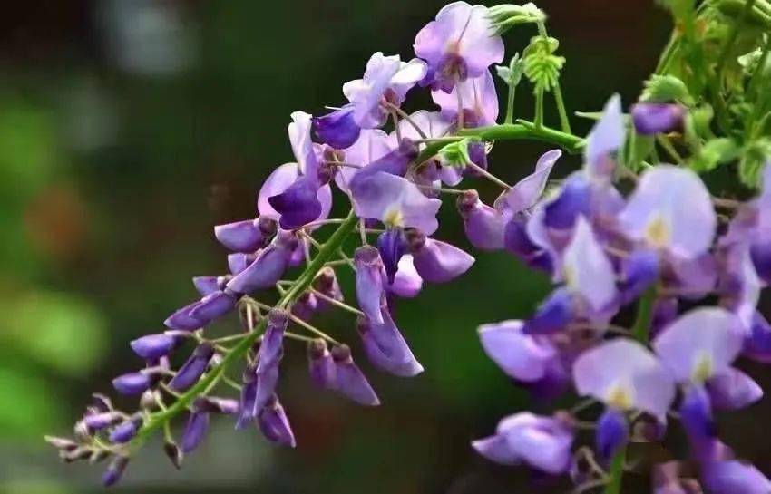 紫色的花（紫色的花 藤蔓是什么花） 第3张