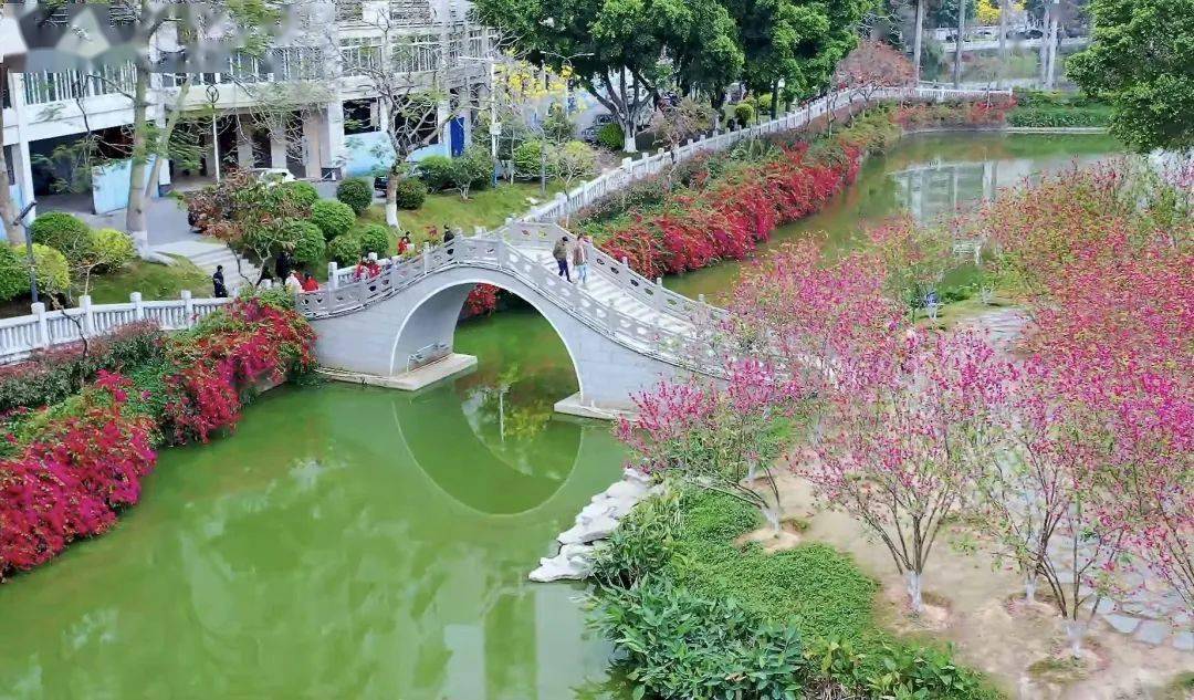 三月梧州繁花似锦,出镜率最高的花必是它_宝巾花_市民_紫红色