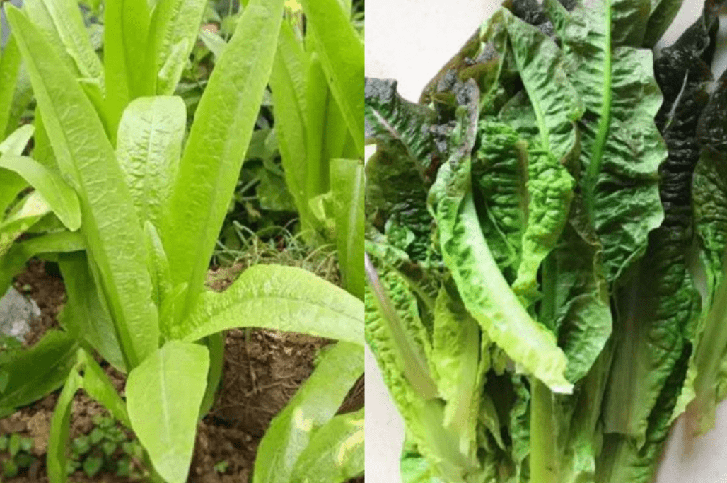 油麦菜是莴笋的叶子吗?它们二者到底有什么区别?