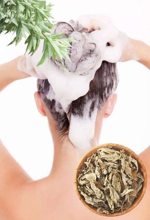 用艾叶煮水洗头,不到一个月,三大好处找上门!_头皮_生活_问题