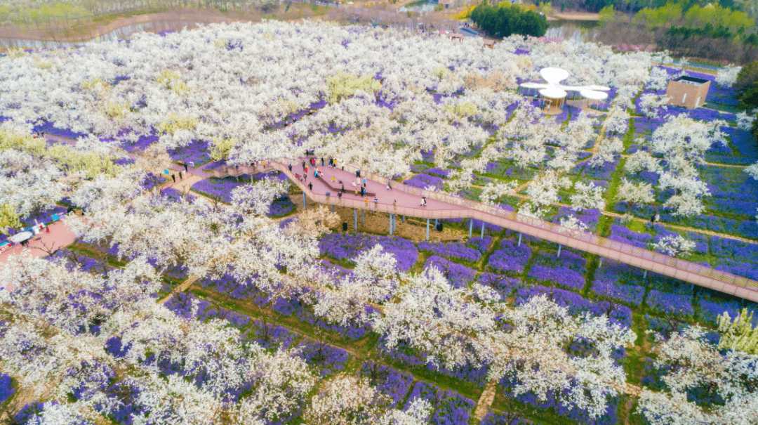 遍地盛开的二月兰摇曳生姿这里就是三台山梨兰会的现场这里是花的世界