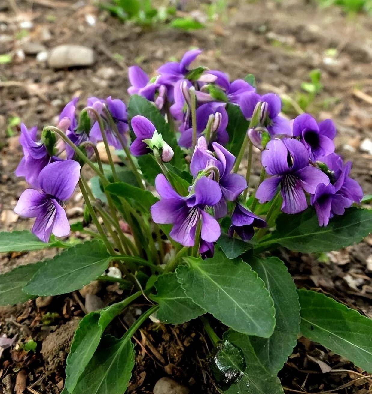 戟叶堇菜和紫花地丁图片