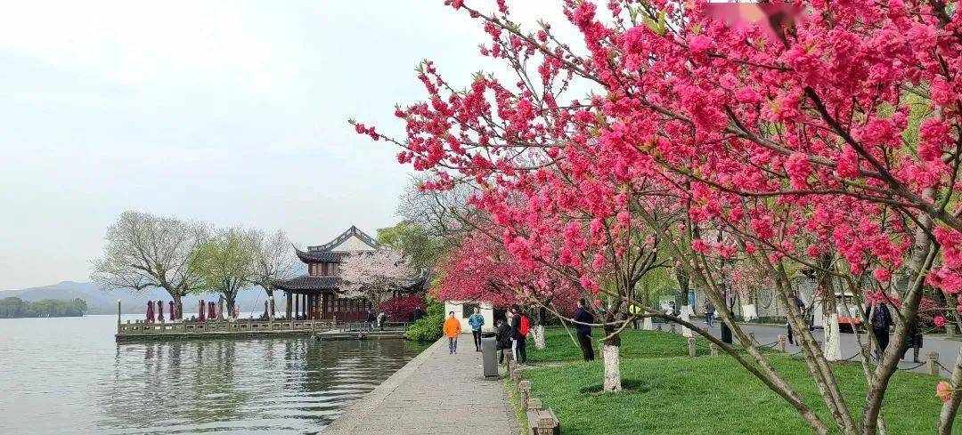 惠风和煦,嫣红伴绿,不妨顾盼其间,感受西湖春天!_桃花_白堤莫_柳间植