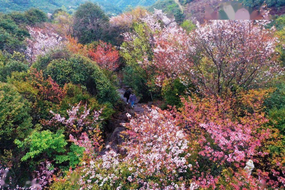 天台苍山顶石浪樱花开了!