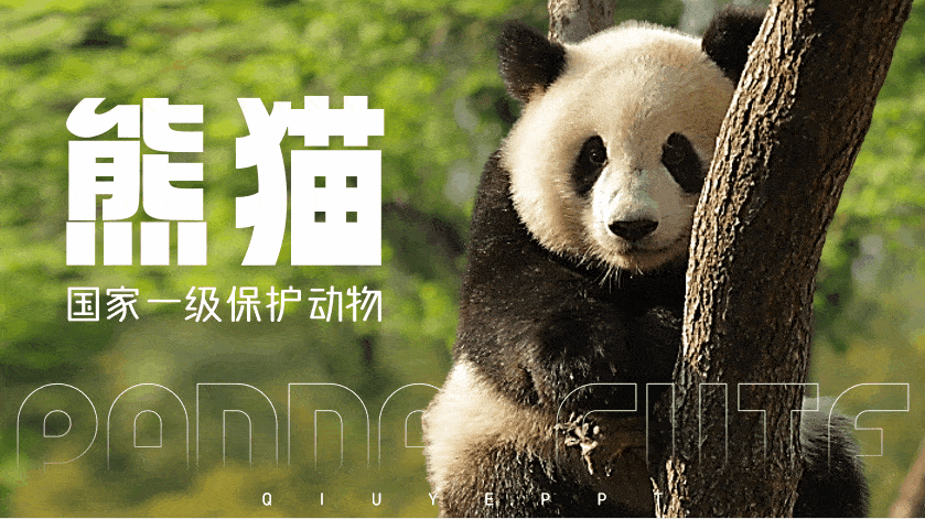 素材_大熊猫_封面