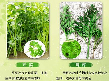 毒芹,毒参是伞形科植物中与水芹菜外观非常相似的两种毒物,也是老百姓