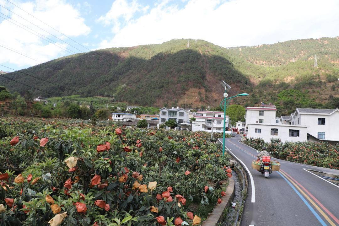 德昌县高丰村:枇杷树成"摇钱树" 乡村振兴迈大步_种植_村民_陈泽芬