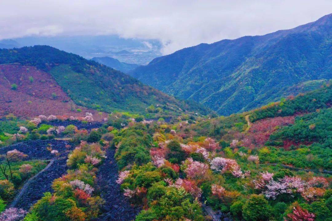 天台苍山顶石浪樱花开了!