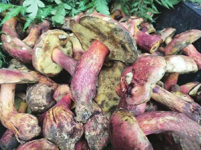 云南十大名贵野生菌,一个比一个鲜美!你最喜欢哪一种?_味道_因为_真菌