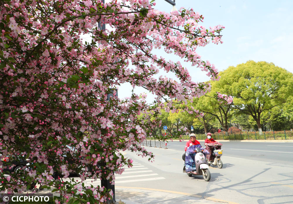 春花路放