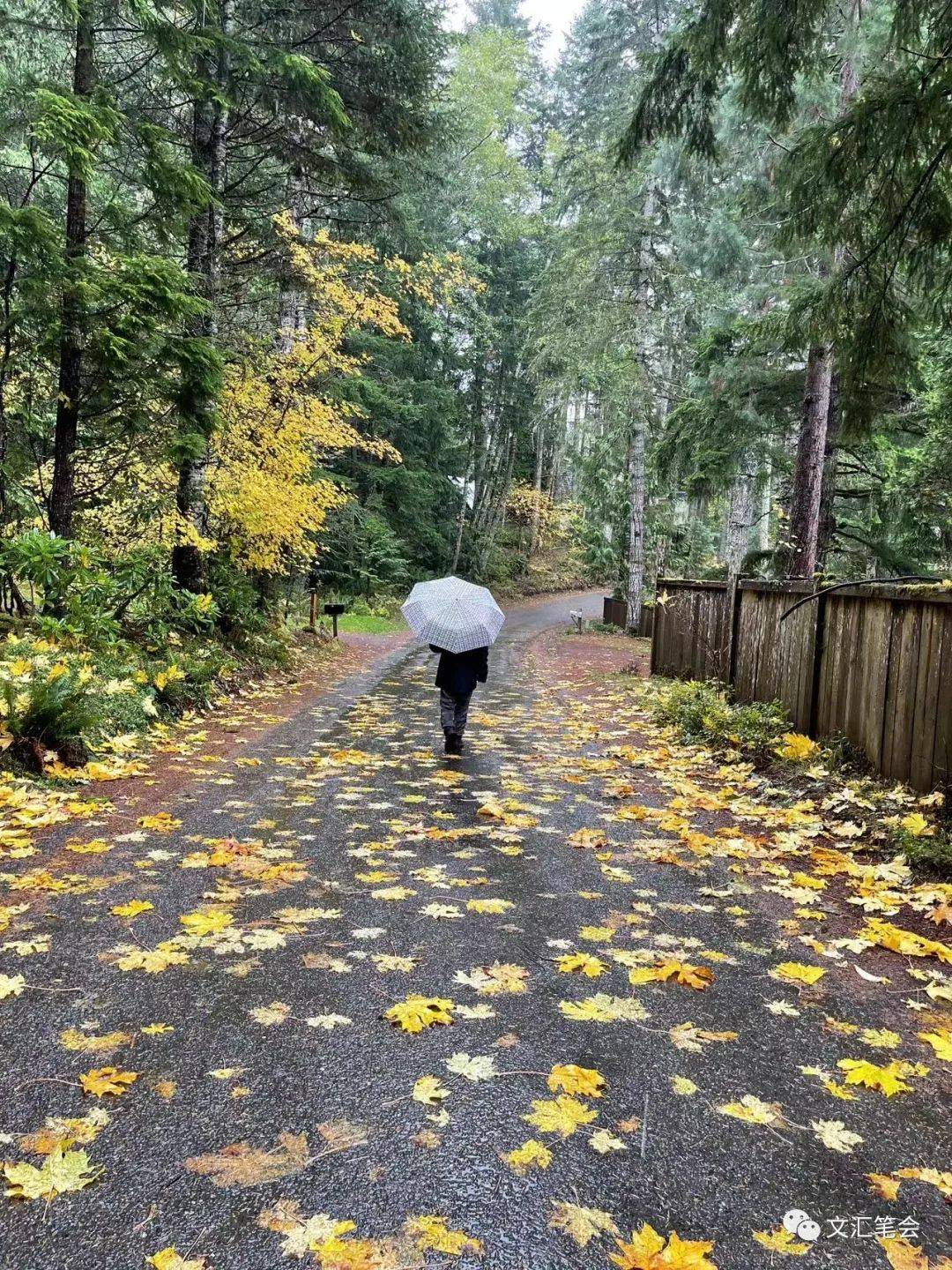 奥林匹克半岛,雨天不打伞 | 王士跃_雨伞_西北区_人们