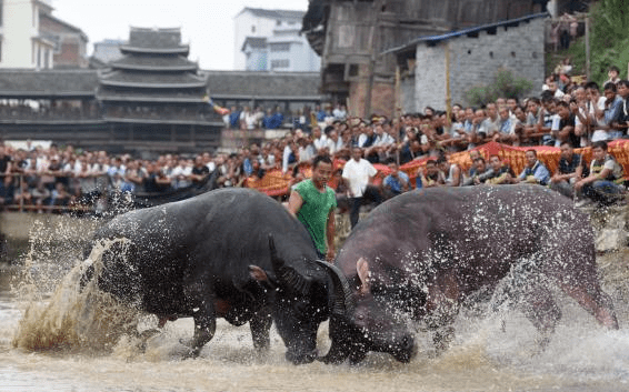 76斗牛节76柳州市位于广西壮族自治区中北部,境内山清水秀,干净