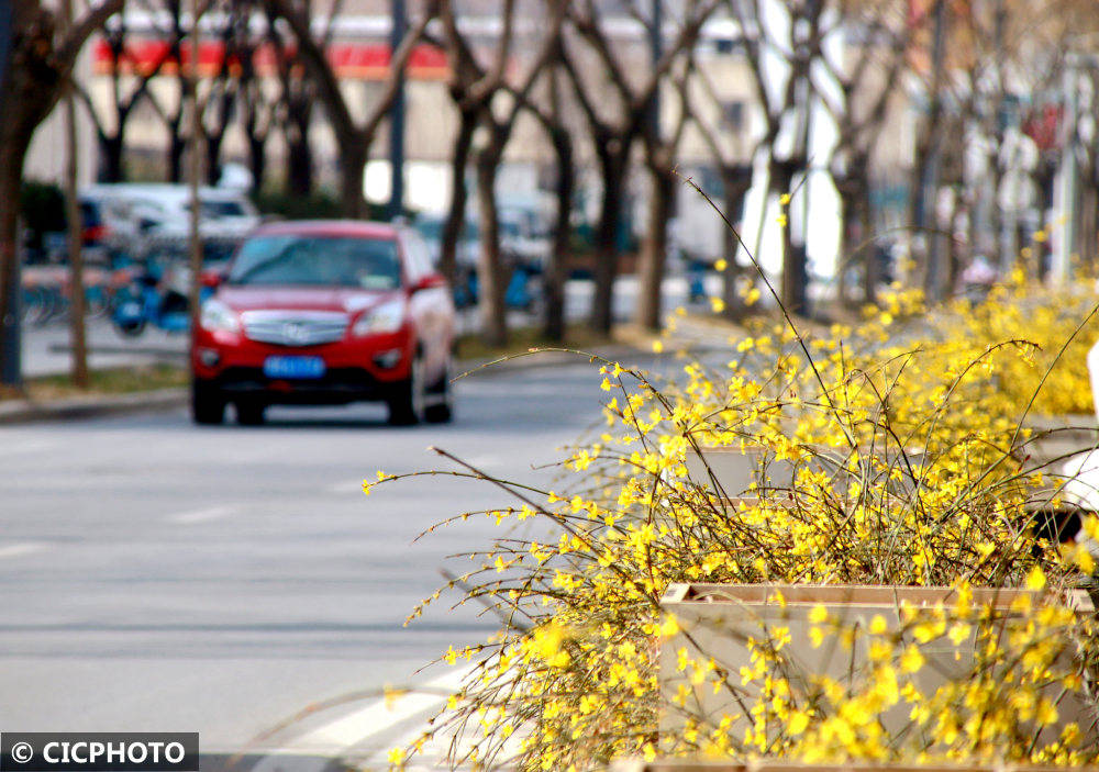 春花路放