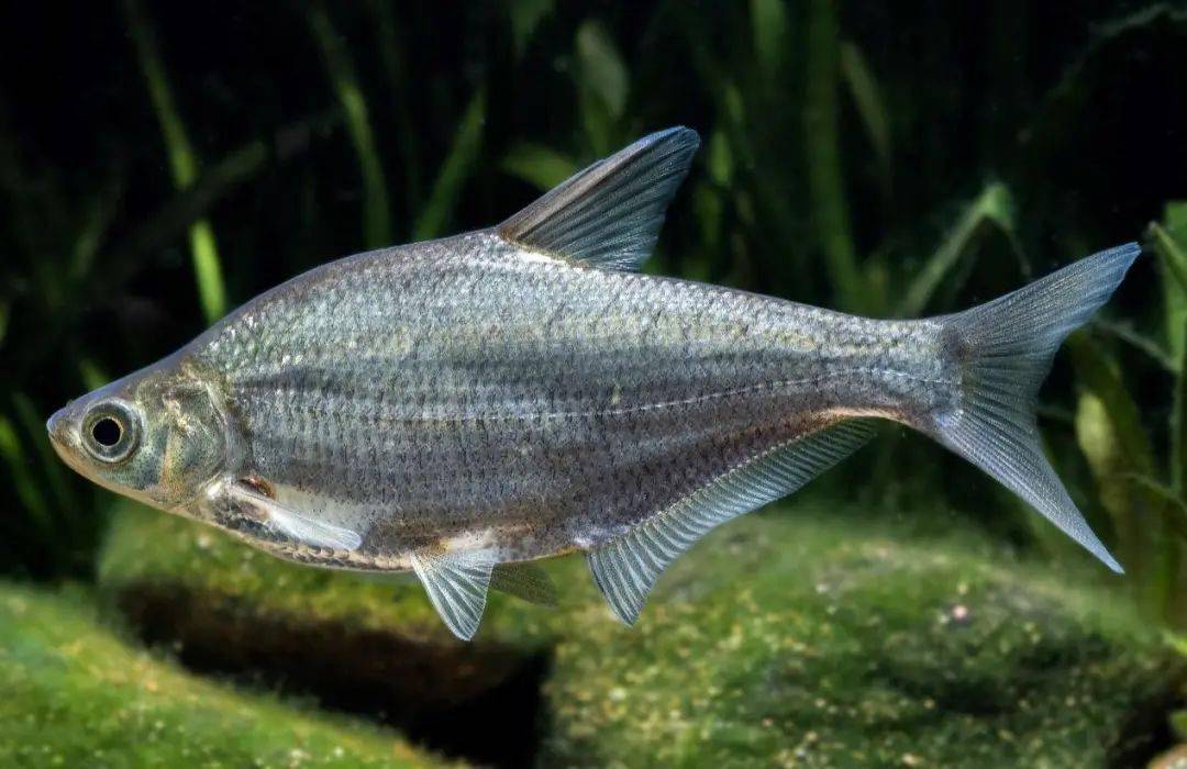 温州内陆水域水生野生脊椎动物科普76丨常见鱼类-鲤形目鲤科-鲌亚科