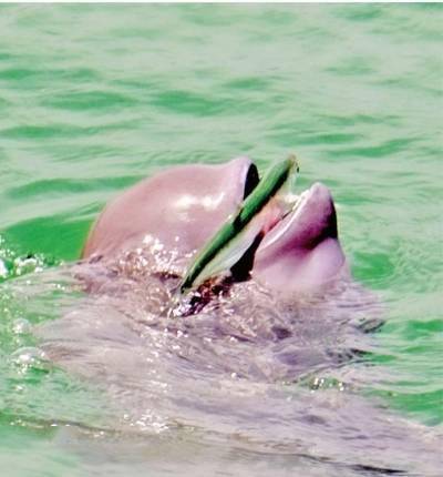 "微笑天使"守望者 抓拍长江江豚捕食瞬间_杨河_家族_尾部