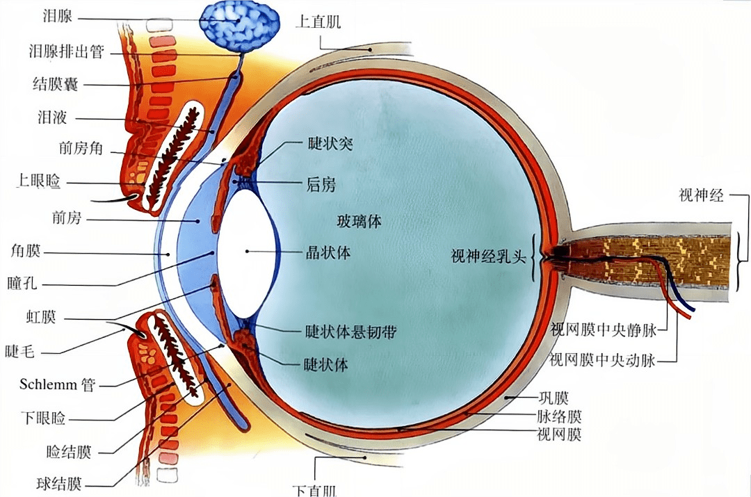 眼 睛 结 构 图队员们对护眼知识有了初步的了解后，医务人员结合眼球模型