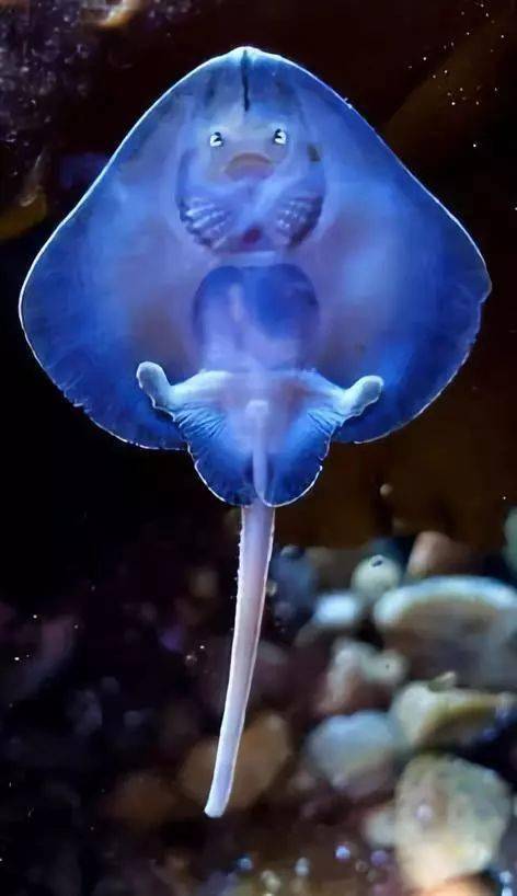 能叫出十个名字算你牛!_照片_水母_生物