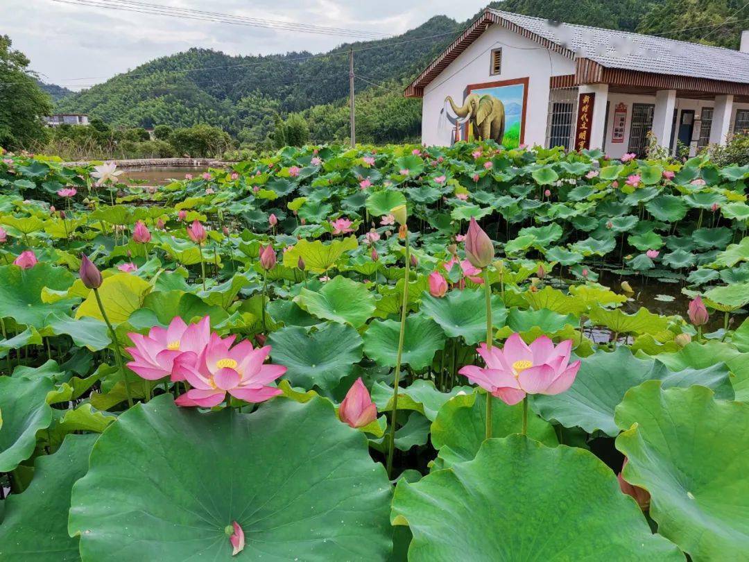 我縣陡水鎮長坑(茶坑)鄉村旅遊點榜上有名