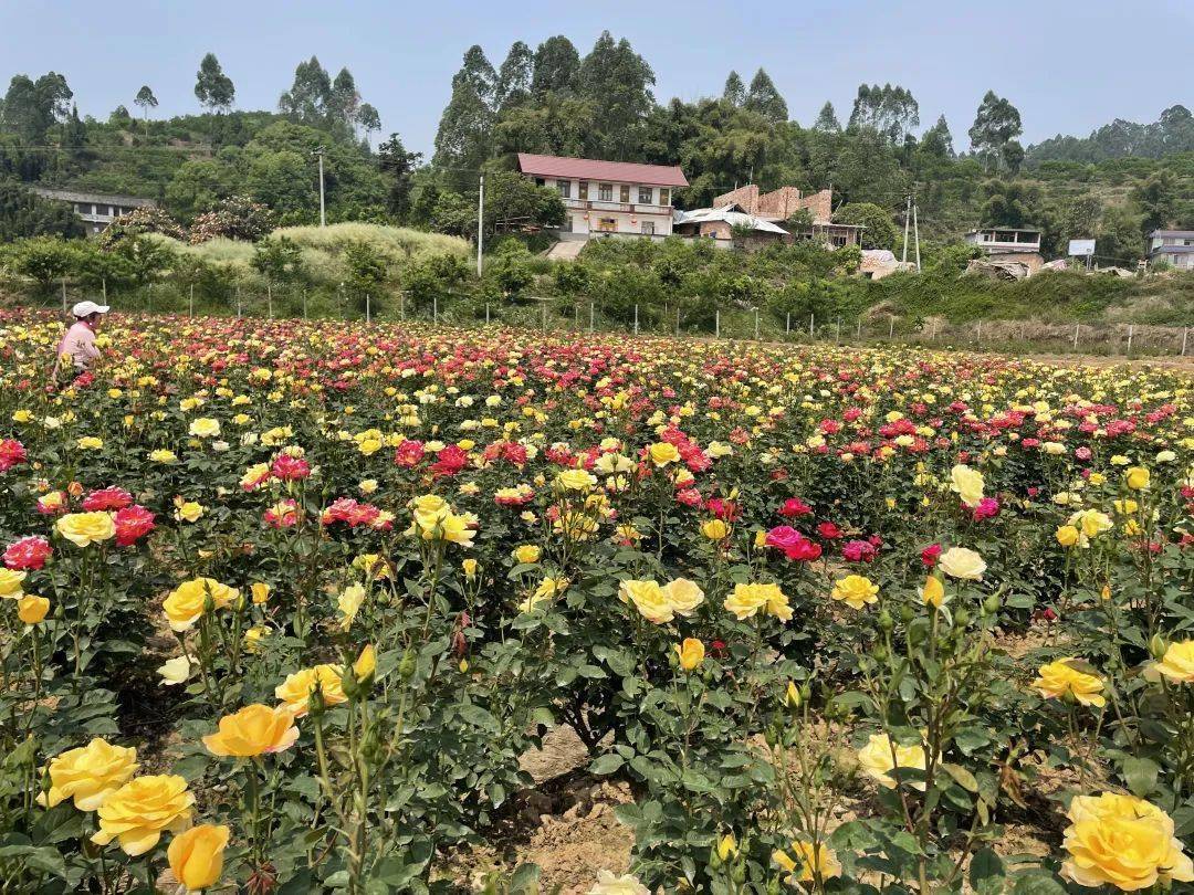 庄园地址:乐山市市中区牟子镇雷沟村玫瑰庄园开园时间:4月3日起8:00