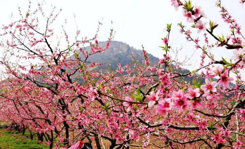 平谷老象峰,山花烂漫,四季皆景