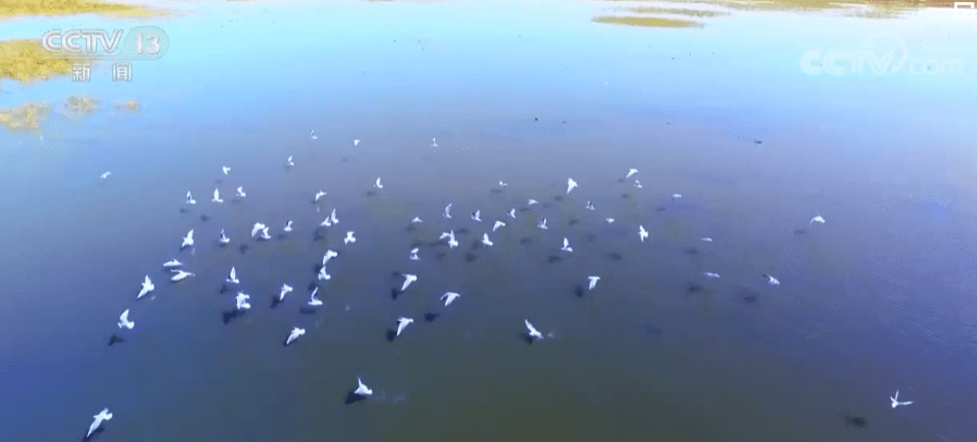 候鸟北归 飞越大美中国_湿地_保护区_我国