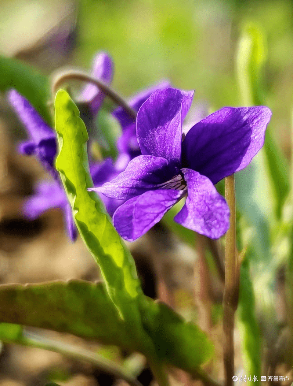 3月31日,在郯城縣馬頭鎮玉帶社區附近,紫花地丁開出了淡紫色花朵.