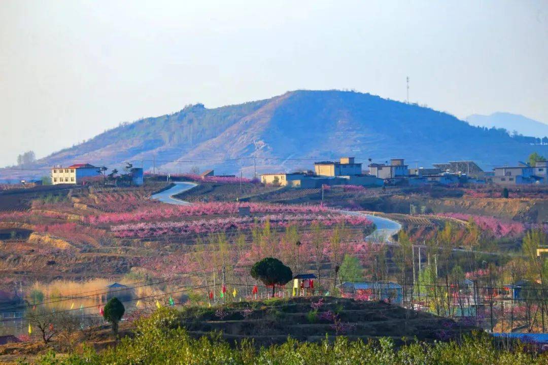 龙廷豹峪桃花节丨新泰融媒特约摄影师采风作品展示_版权_相关_声明