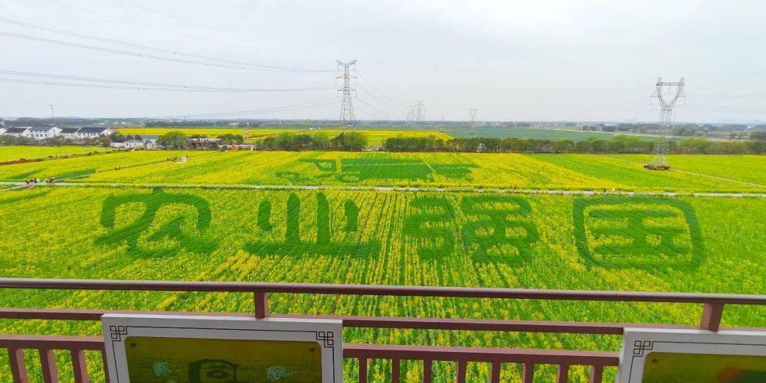 北联油菜花节图片