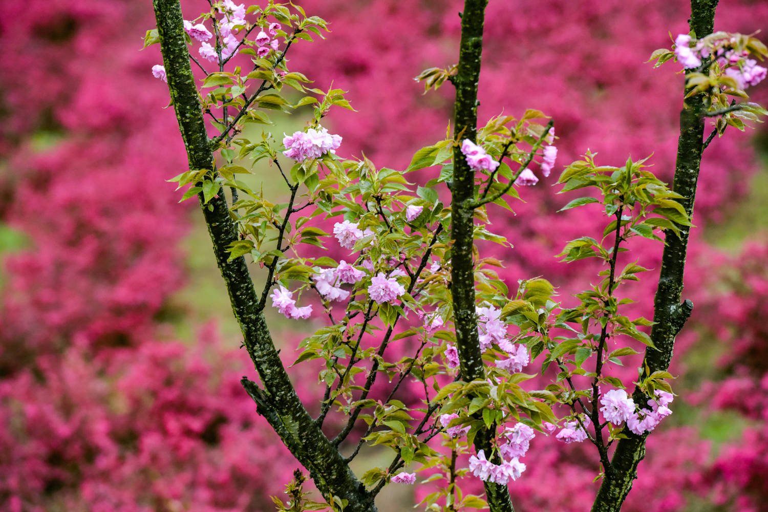 春日赏花图鉴