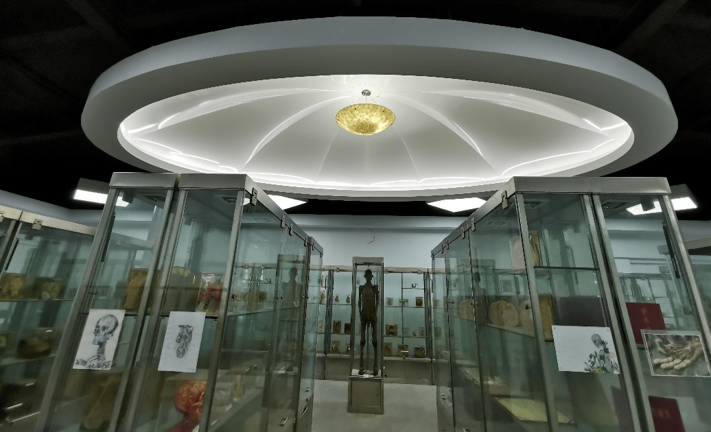 "众星捧月"的人体解剖学博物馆2005年以来,馆中陆续添加了北医解剖