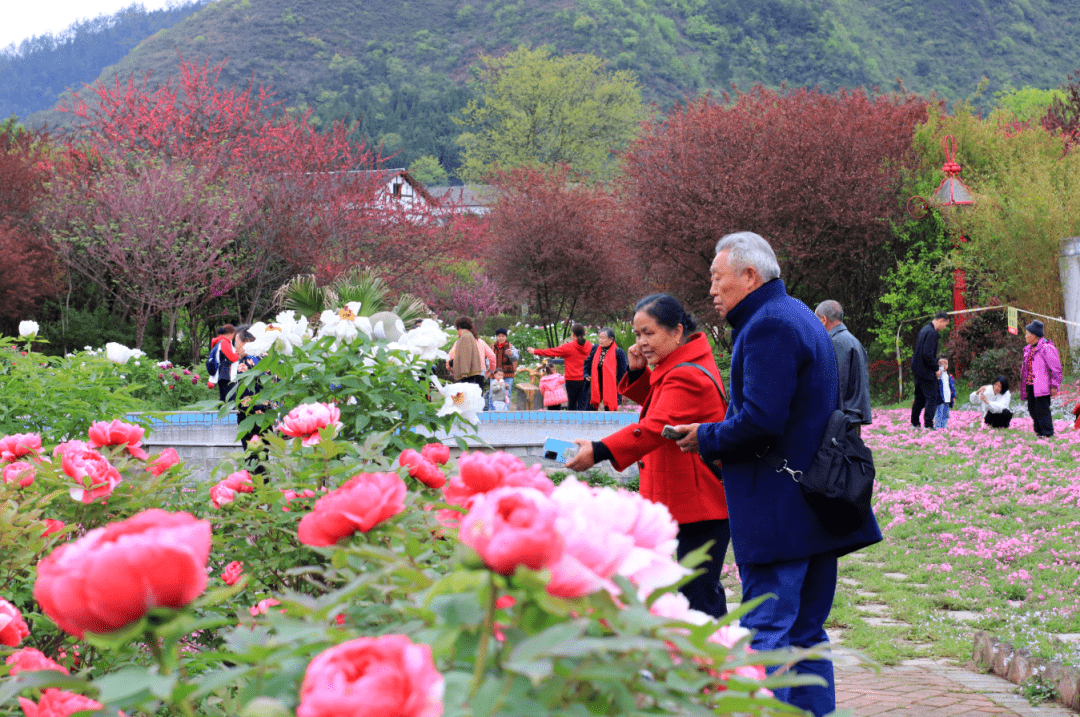 多彩贵州·花漾中国丨绥阳:天香贵州已开园 千花百卉开得艳_牡丹花