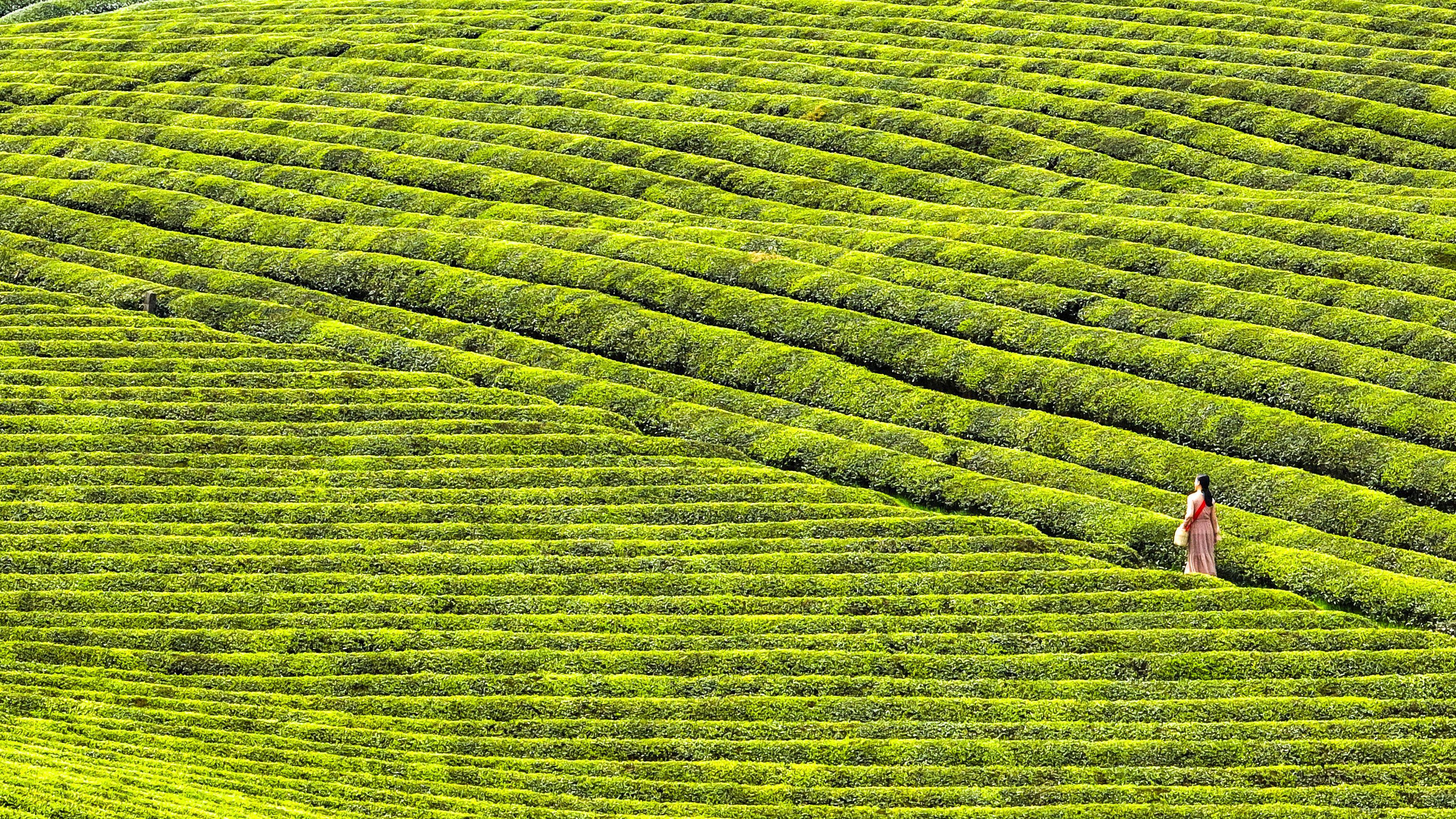 湄潭茶山图片