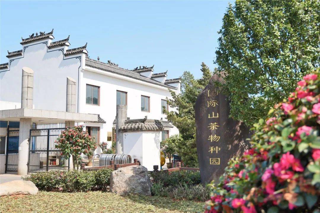 全国仅12座_金华市_山茶_茶花