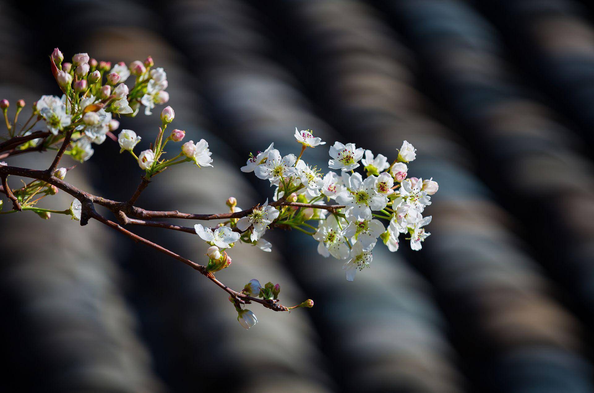 新闻日历|4月5日 清明_梨花_深圳_人才